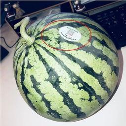 网红吃瓜平台有哪些,热门话题背后的娱乐江湖 第1张 网红吃瓜平台有哪些,热门话题背后的娱乐江湖 第1张