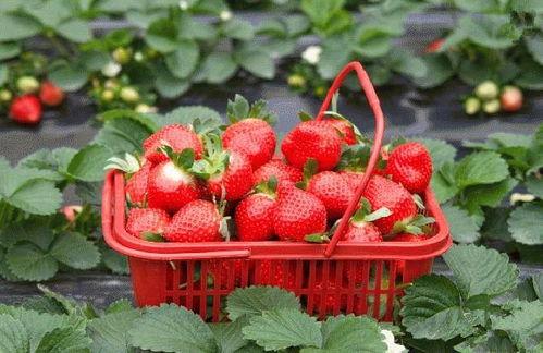 草莓种植爆料视频大全下载,爆款视频大全深度解析 第2张 草莓种植爆料视频大全下载,爆款视频大全深度解析 第2张