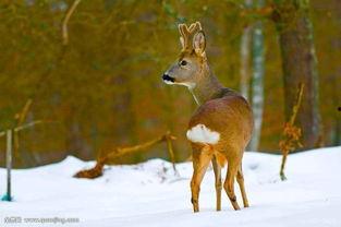 狍子先生爆料视频播放全集,背后惊人真相大曝光 第1张 狍子先生爆料视频播放全集,背后惊人真相大曝光 第1张